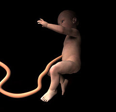 Umbilical Cord